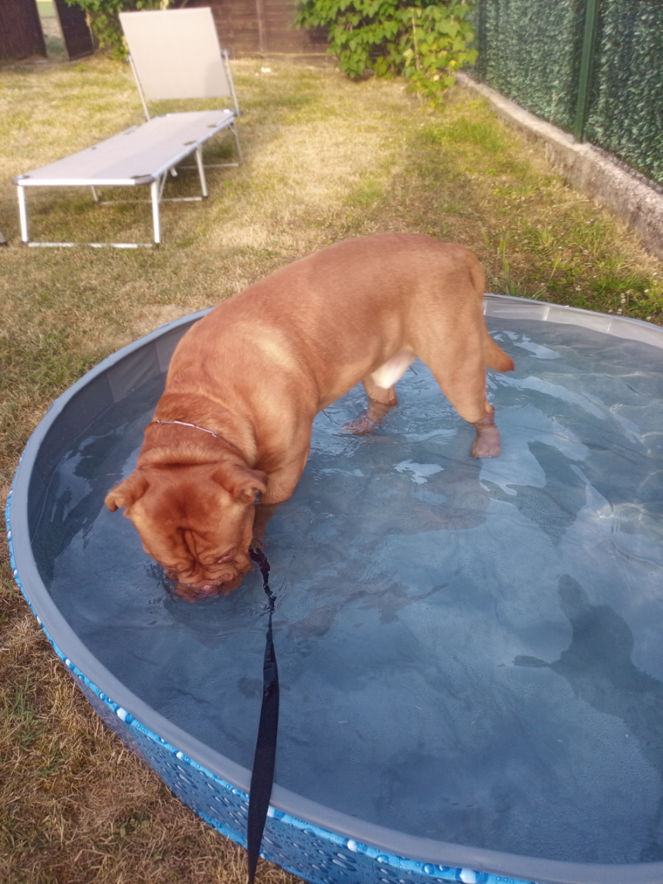 Louie im Pool